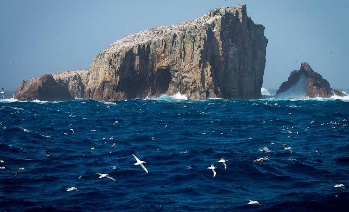 19 Day Akademik Shokalskiy SubAntarctic Islands Birding Down Under